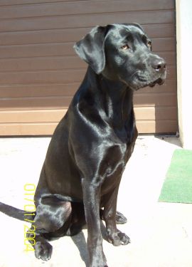 labrador-2.jpg