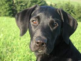 labradorsky_retrivr5.jpg